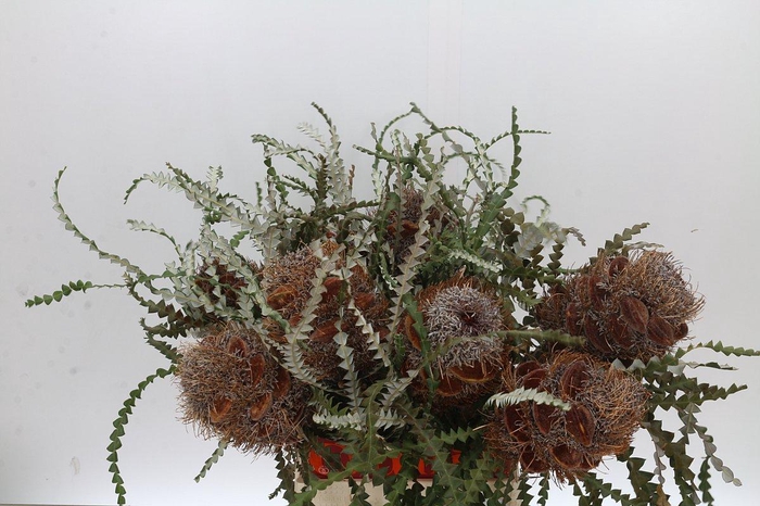 Banksia Speciosa Cones Hairy