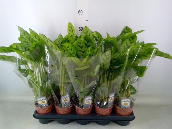 <h4>Calathea leopardina</h4>