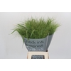 Panicum Fountain
