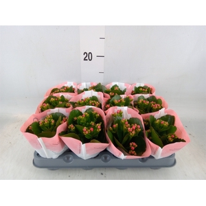 Kalanchoe  'RoseFlow Noelle'