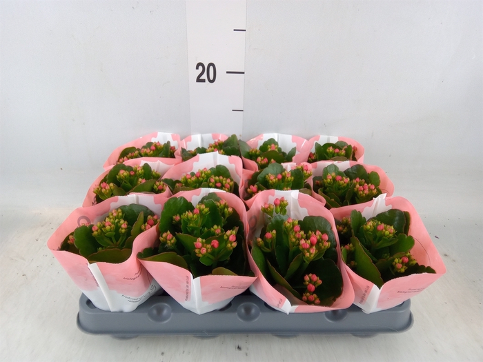 <h4>Kalanchoe  'RoseFlow Noelle'</h4>