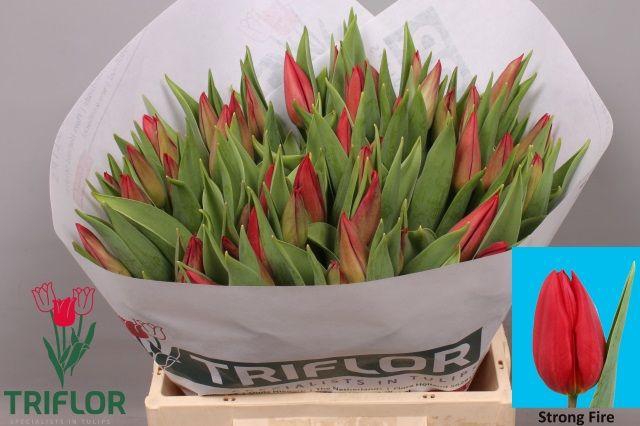 <h4>TU EN STRONG FIRE</h4>