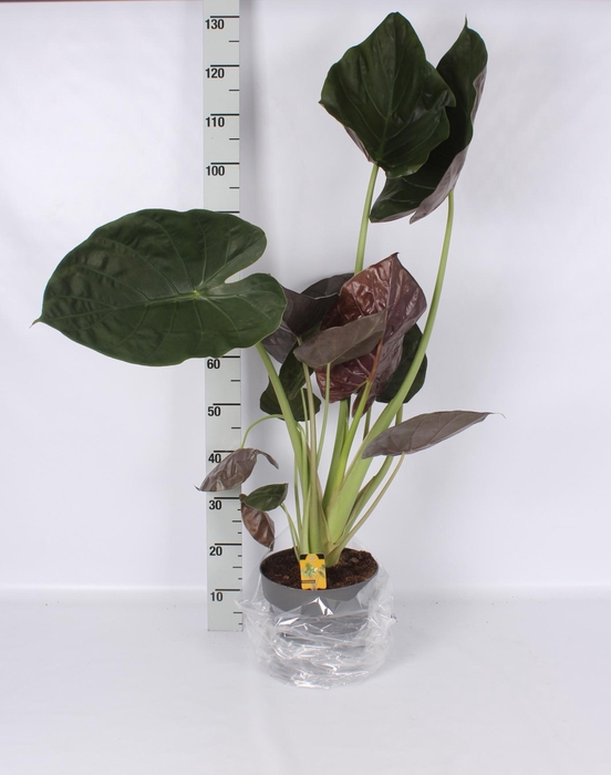 <h4>ALOC WENTII</h4>