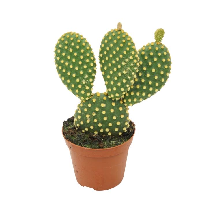 <h4>Opuntia microdasys var. Pallida</h4>