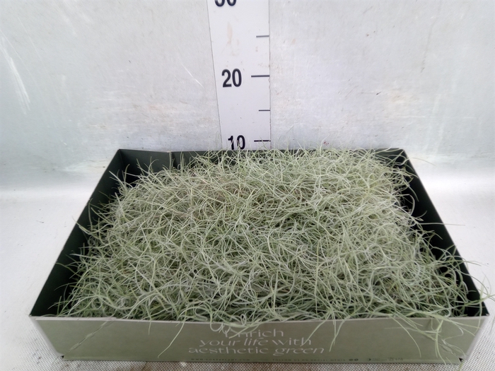 <h4>Tillandsia usneoides</h4>