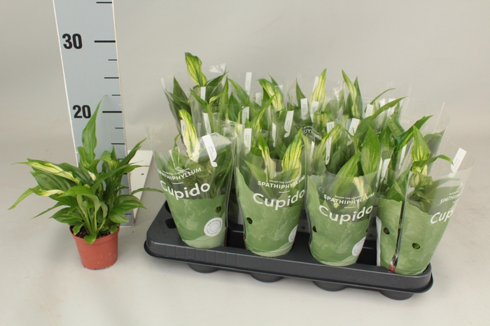 <h4>SPATH PEARL CUPIDO</h4>