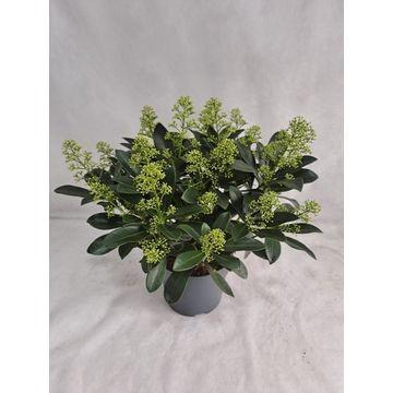 <h4>Skimmia Finchy P23 50+</h4>