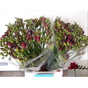 Freesia du Expression