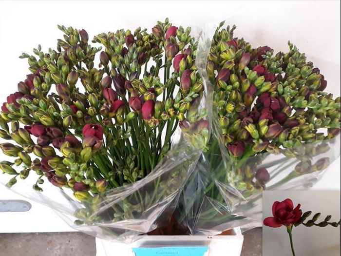<h4>Freesia du Expression</h4>