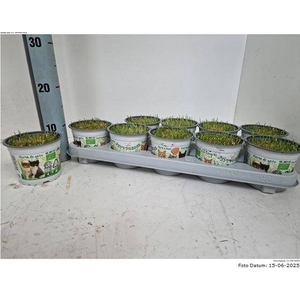 !! PROMO !! KATTENGRAS P12