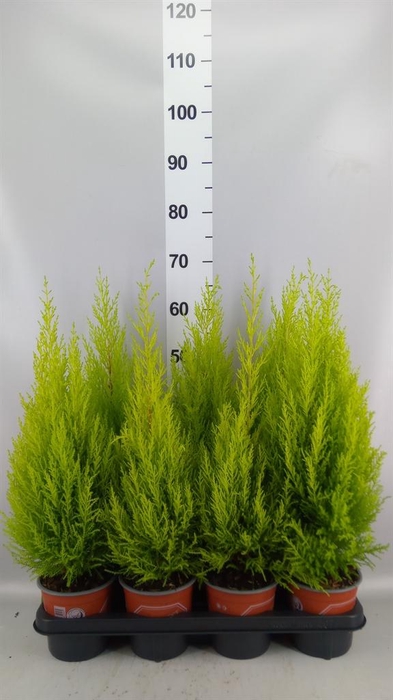 <h4>Cupressus macro. 'Goldcrest Wilma'</h4>