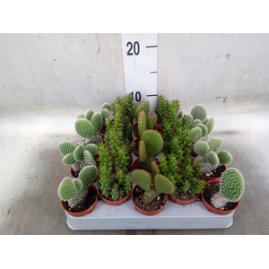 Opuntia