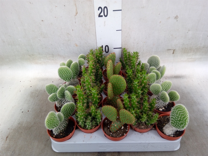 <h4>Opuntia</h4>