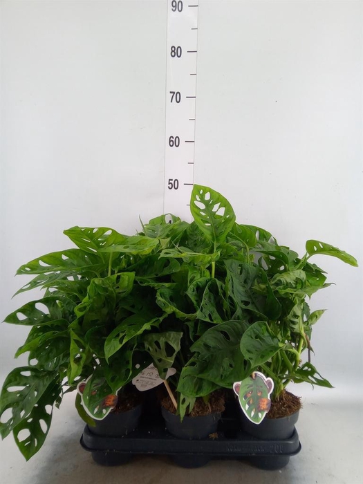 Monstera obliqua 'Leichtlinii'