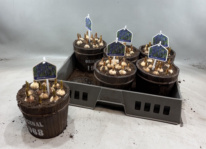 <h4>ARR MUSCARI</h4>