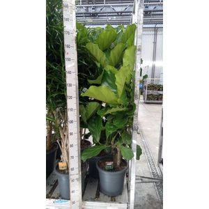 Ficus lyrata
