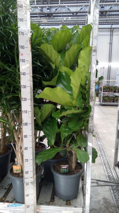 <h4>Ficus lyrata</h4>