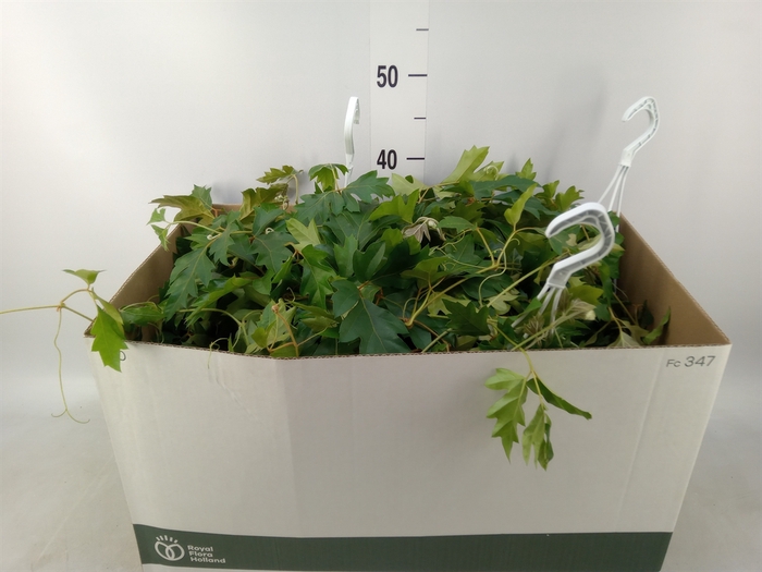 <h4>Cissus rhombifolia 'Ellen Danica'</h4>