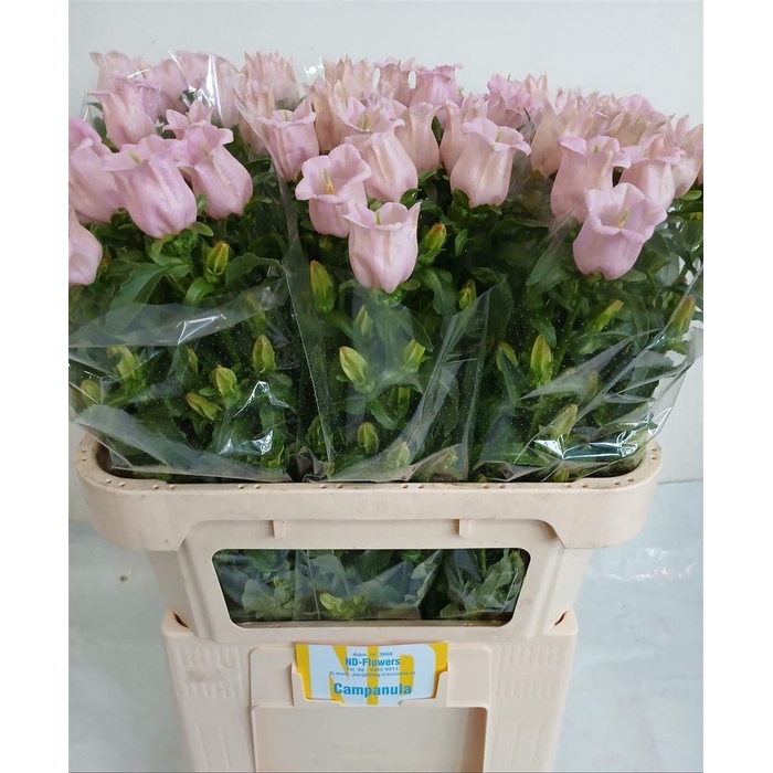 <h4>Camp M Pearl Pink</h4>