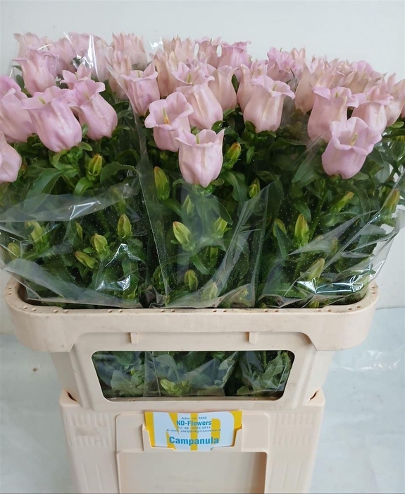 <h4>Camp M Pearl Pink</h4>