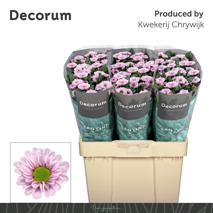 <h4>CHR S FABIANI PEARL</h4>