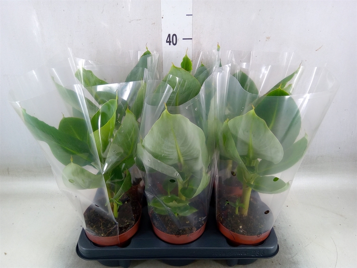 <h4>Musa  'Tropicana'</h4>