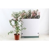 Fuchsia Ov