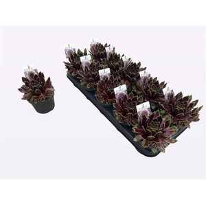 SEMPERVIVUM COCONUT CRYSTALP12