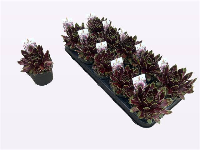 <h4>SEMPERVIVUM COCONUT CRYSTALP12</h4>