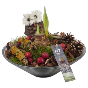 PTAA7588 Arrangementen Hippeastrum