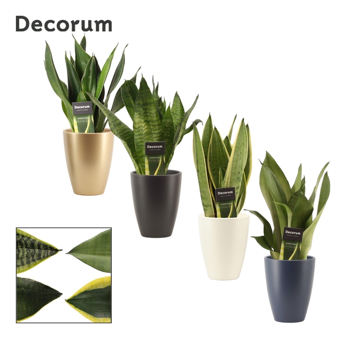 <h4>Sansevieria Super Mix 12 cm in Carly (Neo Architect-collection)</h4>