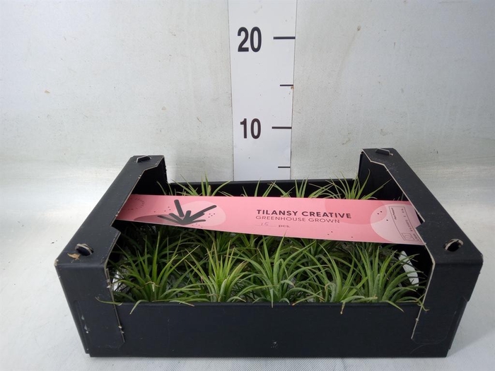 <h4>Tillandsia ionantha</h4>