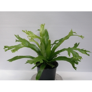 ASPLENIUM ANTIQUUM P11 CRISSIE