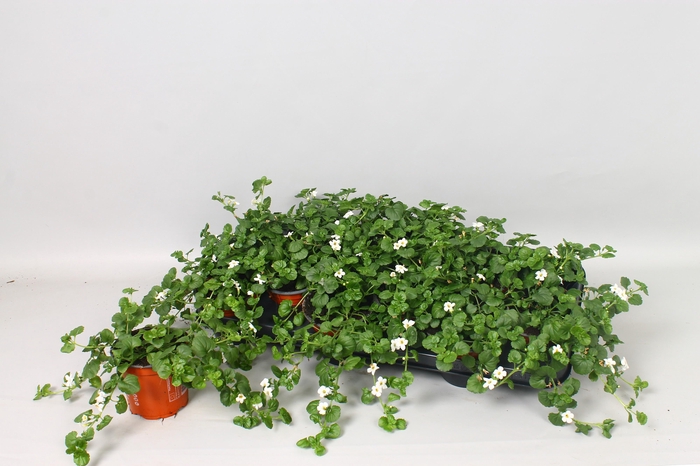 <h4>SUT BIG WHITE FALLS</h4>