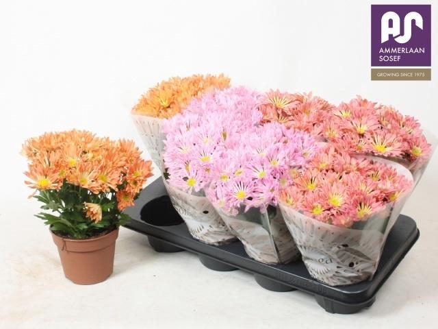 <h4>CHRYS SOLLINEA GEM</h4>