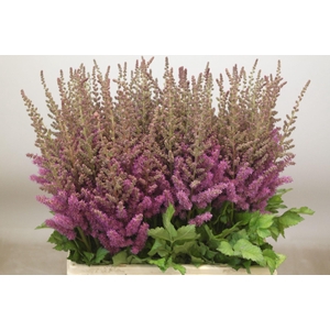 Astilbe Amethyst