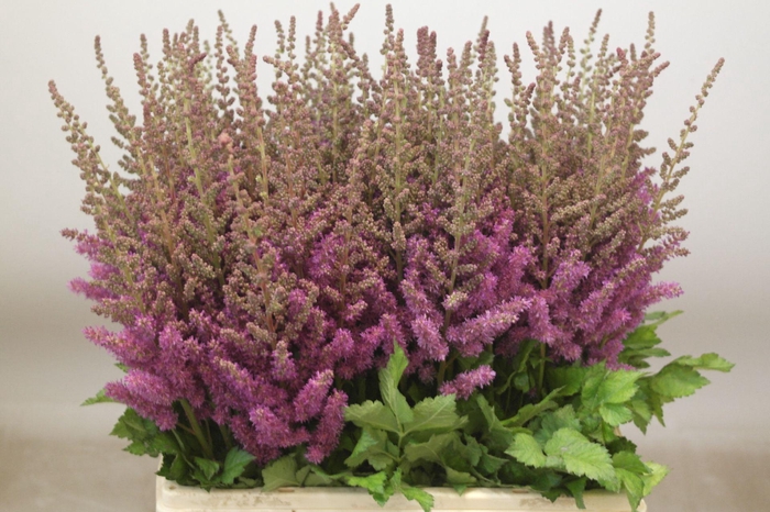 <h4>Astilbe Amethyst</h4>