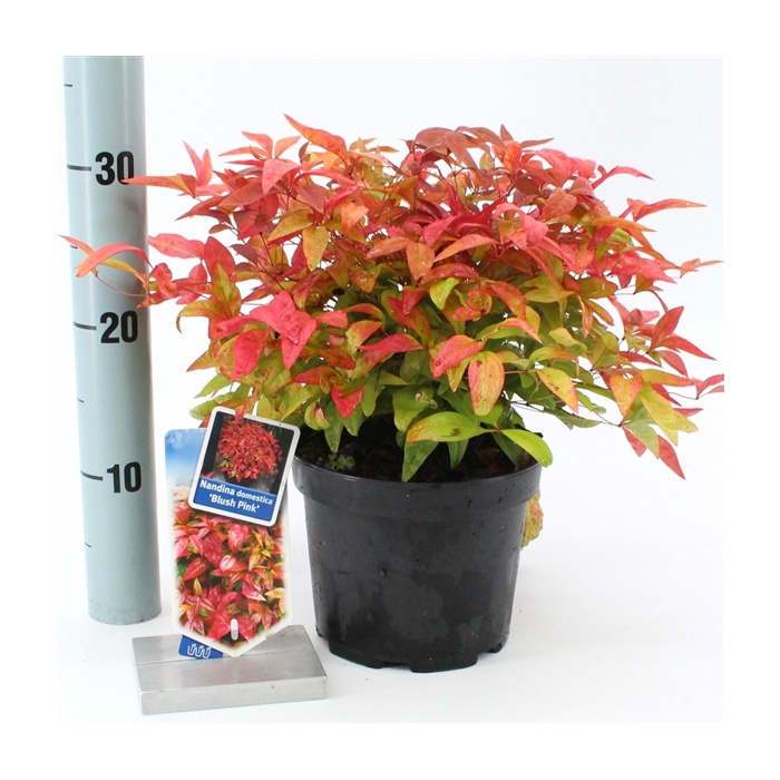 <h4>Nandina domestica 'Blush Pink'</h4>