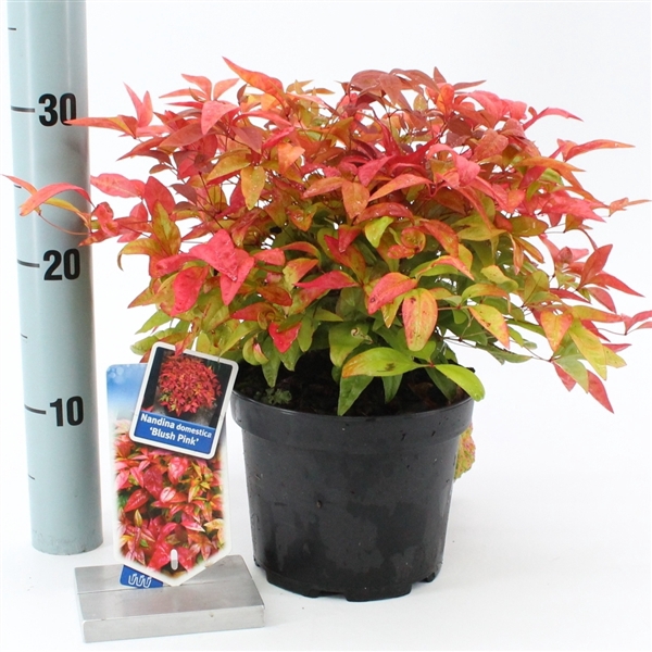 Nandina domestica 'Blush Pink'