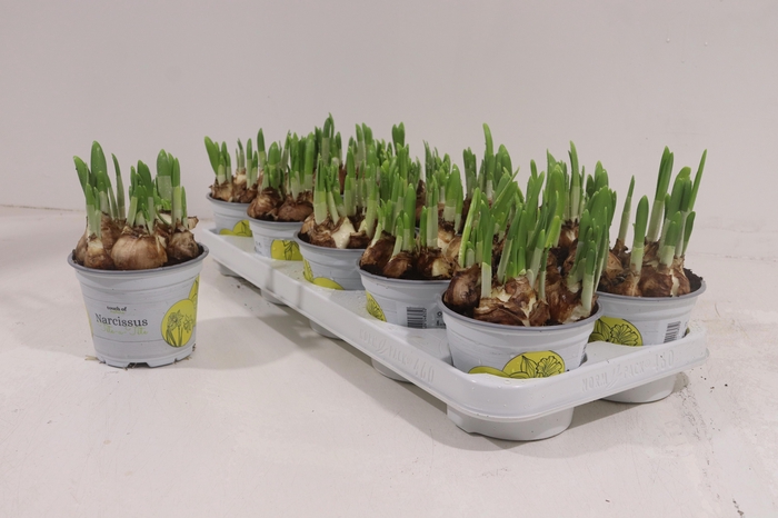 <h4>NARC O TETE A TETE</h4>