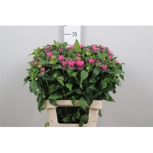 Monarda Denise