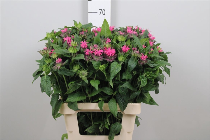 <h4>Monarda Denise</h4>