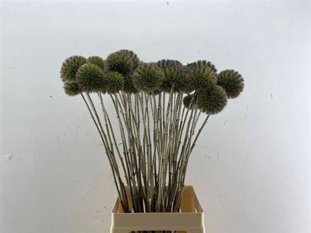 <h4>Eryngium Single 70cm Per Tak</h4>
