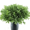 Pittosporum P Stem