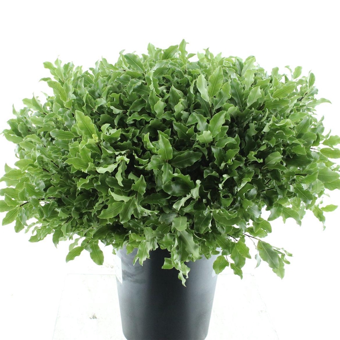 <h4>Pittosporum P Stem</h4>