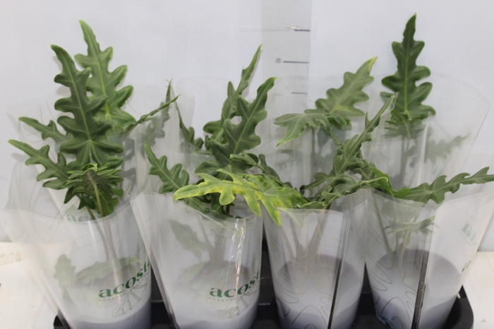 <h4>ALOCASIA PORTEI P12</h4>