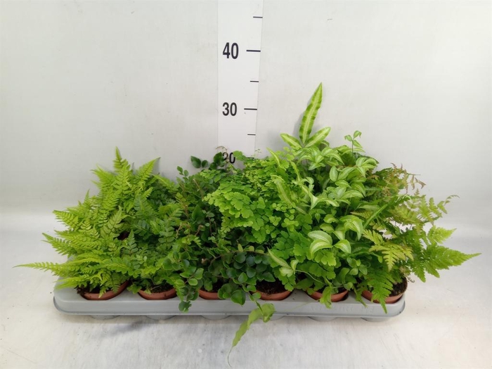 <h4>Ferns ...mix</h4>