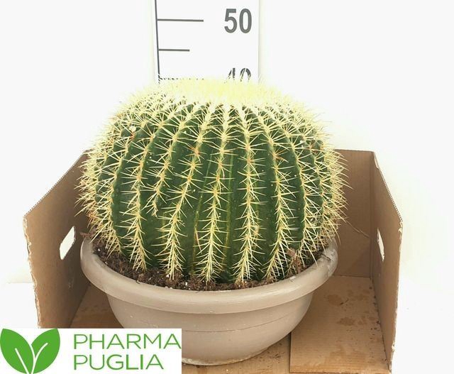 <h4>Echinocactus grusonii</h4>