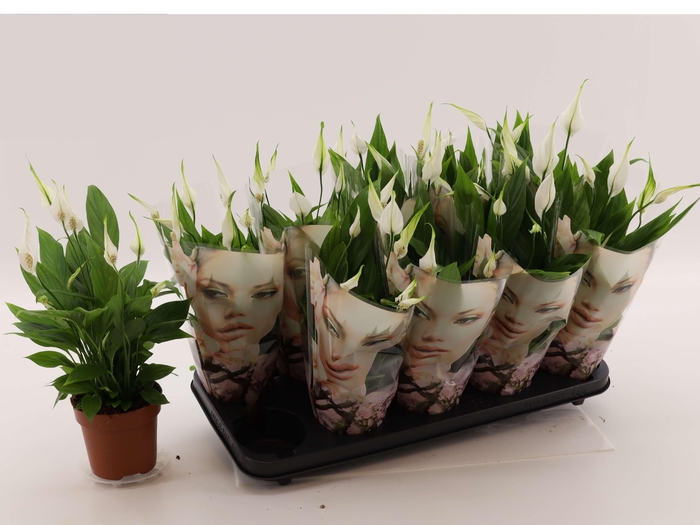 <h4>SPATH ALANA</h4>