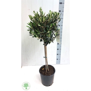 OLEA EUROPAEA